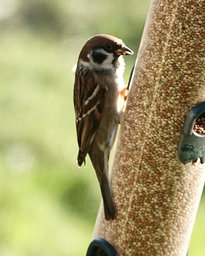 tree sparrow
